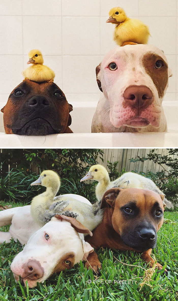 50 Before & After Pics Of Animals Growing Up Together 50 Before & After Pics Of Animals Growing Up Together