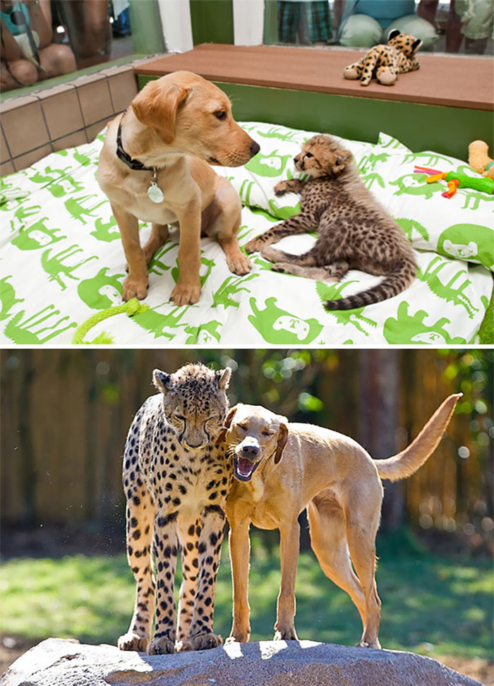 50 Before & After Pics Of Animals Growing Up Together 50 Before & After Pics Of Animals Growing Up Together