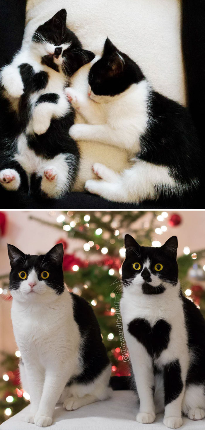 50 Before & After Pics Of Animals Growing Up Together 50 Before & After Pics Of Animals Growing Up Together