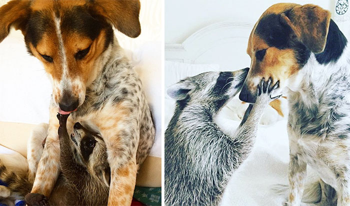 50 Before & After Pics Of Animals Growing Up Together 50 Before & After Pics Of Animals Growing Up Together