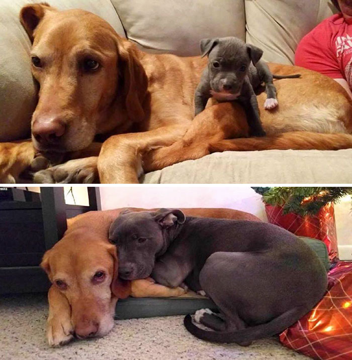 50 Before & After Pics Of Animals Growing Up Together 50 Before & After Pics Of Animals Growing Up Together