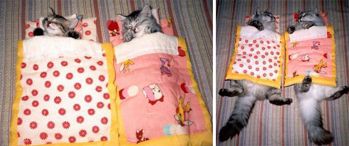 50 Before & After Pics Of Animals Growing Up Together 50 Before & After Pics Of Animals Growing Up Together