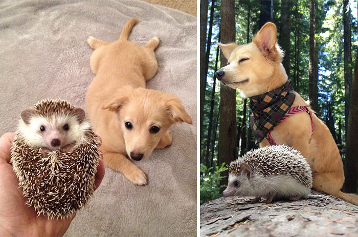 50 Before & After Pics Of Animals Growing Up Together 50 Before & After Pics Of Animals Growing Up Together