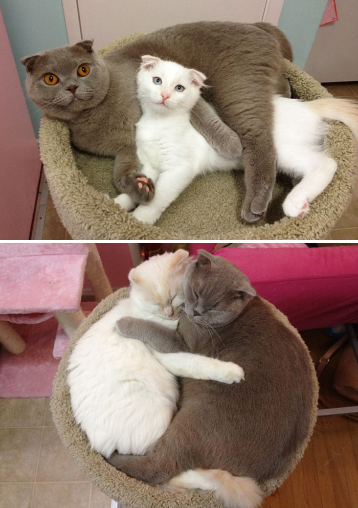 50 Before & After Pics Of Animals Growing Up Together 50 Before & After Pics Of Animals Growing Up Together