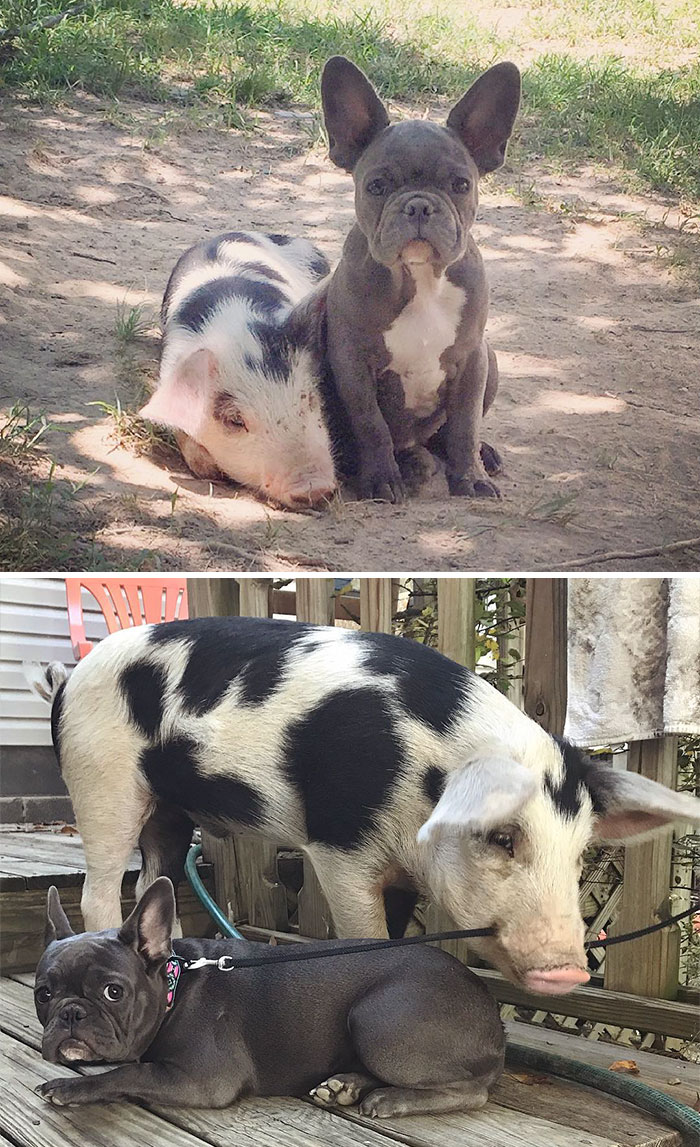50 Before & After Pics Of Animals Growing Up Together 50 Before & After Pics Of Animals Growing Up Together