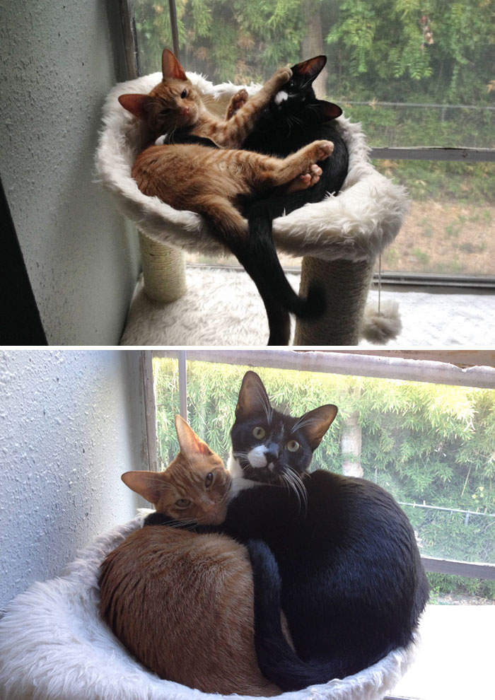 50 Before & After Pics Of Animals Growing Up Together 50 Before & After Pics Of Animals Growing Up Together