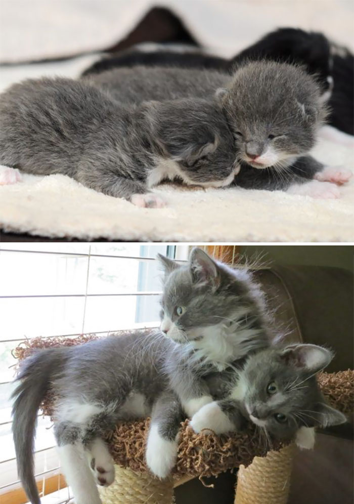 50 Before & After Pics Of Animals Growing Up Together 50 Before & After Pics Of Animals Growing Up Together