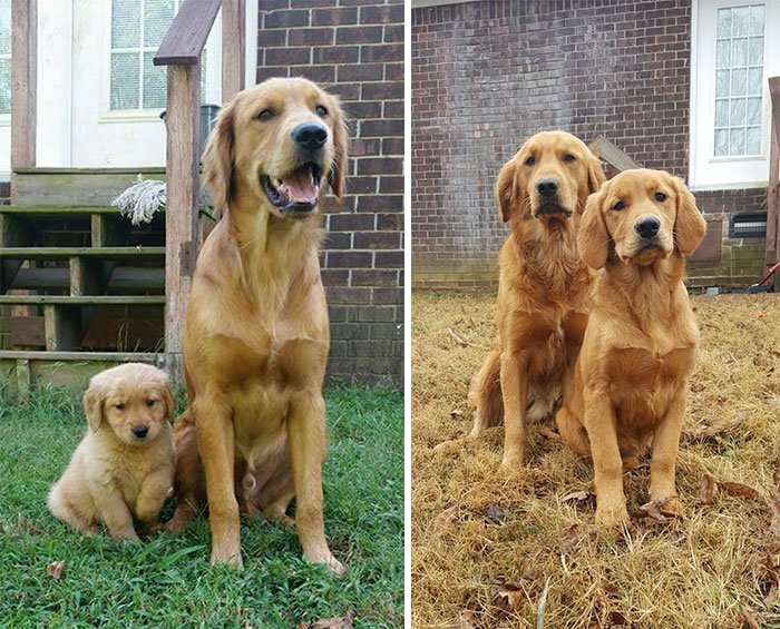 50 Before & After Pics Of Animals Growing Up Together 50 Before & After Pics Of Animals Growing Up Together