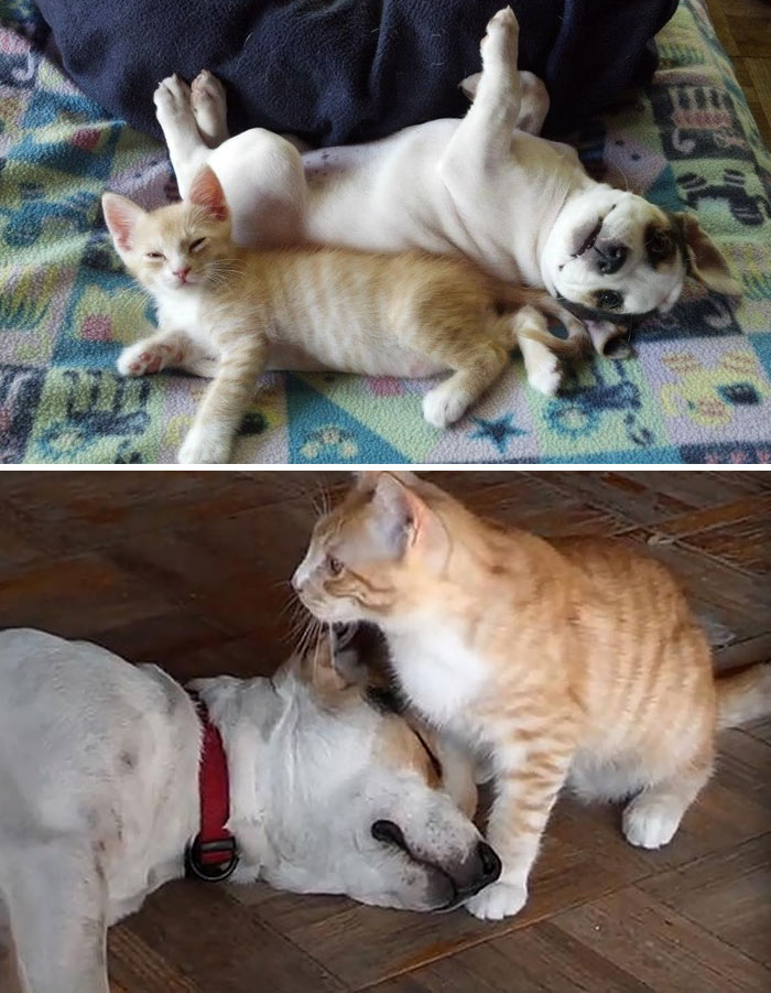 50 Before & After Pics Of Animals Growing Up Together 50 Before & After Pics Of Animals Growing Up Together