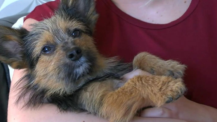 Teenagers Torture Dog By Breaking Legs And Setting Him On Fire, But He Survives And Still Loves People Teenagers Torture Dog By Breaking Legs And Setting Him On Fire, But He Survives And Still Loves People