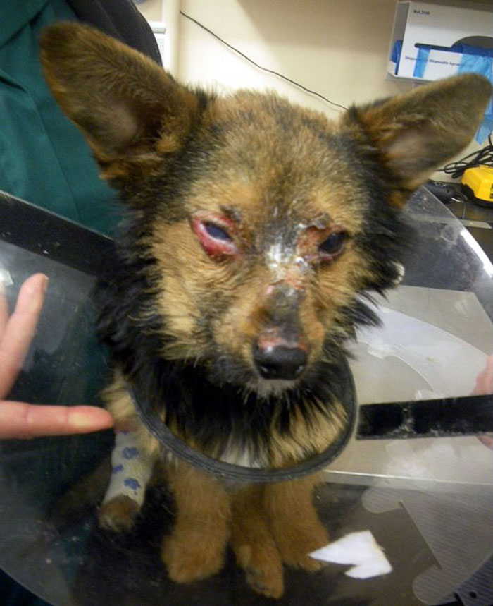 Teenagers Torture Dog By Breaking Legs And Setting Him On Fire, But He Survives And Still Loves People Teenagers Torture Dog By Breaking Legs And Setting Him On Fire, But He Survives And Still Loves People