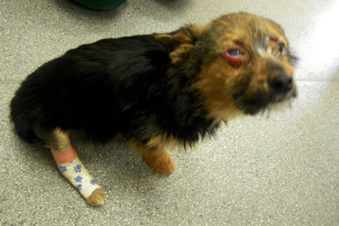 Teenagers Torture Dog By Breaking Legs And Setting Him On Fire, But He Survives And Still Loves People Teenagers Torture Dog By Breaking Legs And Setting Him On Fire, But He Survives And Still Loves People