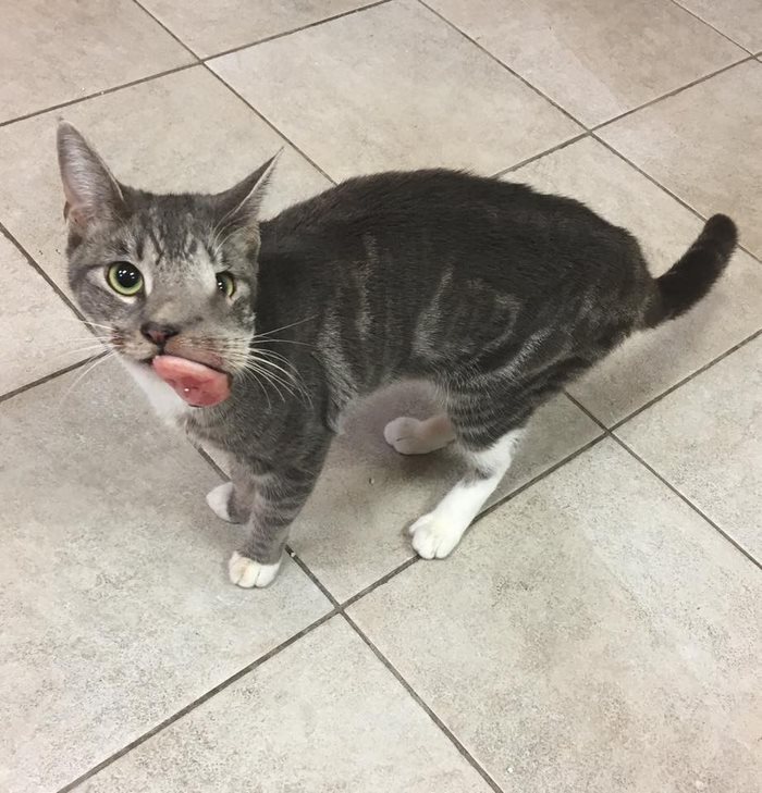 Cat With Giant Tumor Finally Gets Her Smile Back, But Now She’s Looking For Home Cat With Giant Tumor Finally Gets Her Smile Back, But Now She’s Looking For Home