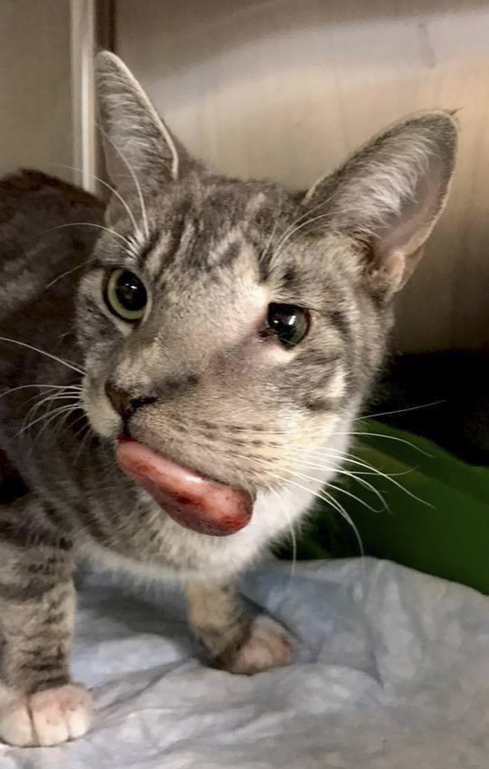Cat With Giant Tumor Finally Gets Her Smile Back, But Now She’s Looking For Home Cat With Giant Tumor Finally Gets Her Smile Back, But Now She’s Looking For Home