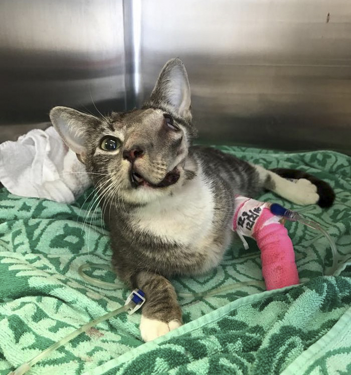 Cat With Giant Tumor Finally Gets Her Smile Back, But Now She’s Looking For Home Cat With Giant Tumor Finally Gets Her Smile Back, But Now She’s Looking For Home