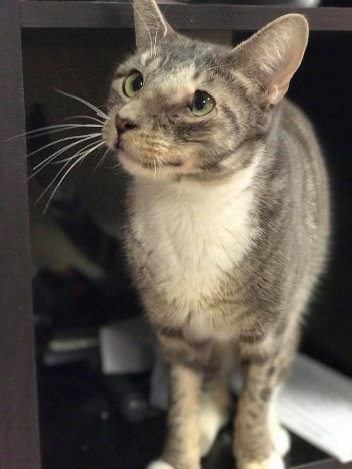 Cat With Giant Tumor Finally Gets Her Smile Back, But Now She’s Looking For Home Cat With Giant Tumor Finally Gets Her Smile Back, But Now She’s Looking For Home