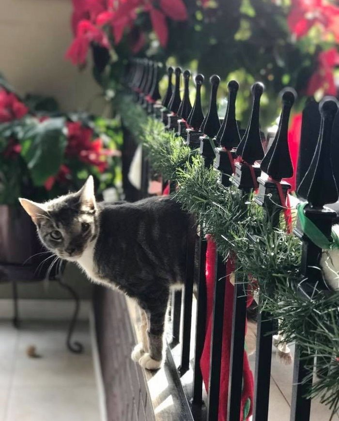 Cat With Giant Tumor Finally Gets Her Smile Back, But Now She’s Looking For Home Cat With Giant Tumor Finally Gets Her Smile Back, But Now She’s Looking For Home