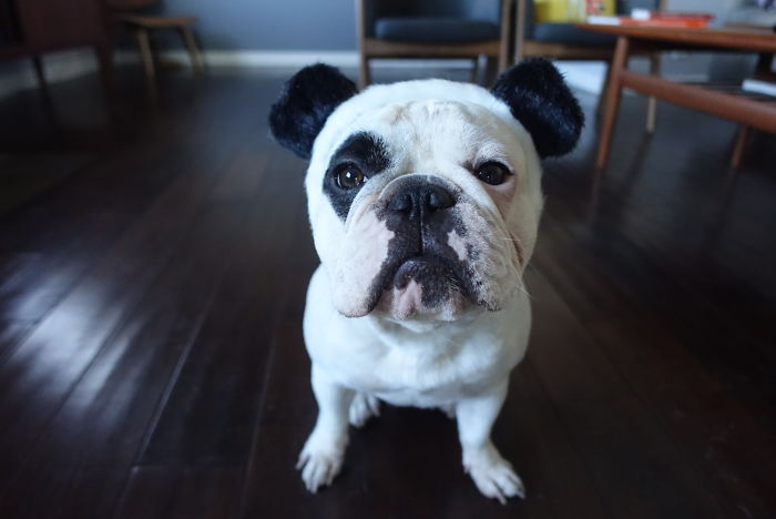 My Dog Looks Exactly Like The Bored Panda Logo My Dog Looks Exactly Like The Bored Panda Logo