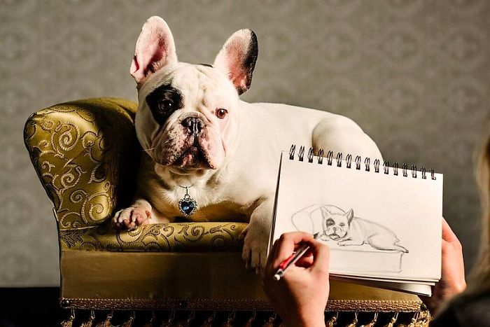 My Dog Looks Exactly Like The Bored Panda Logo My Dog Looks Exactly Like The Bored Panda Logo