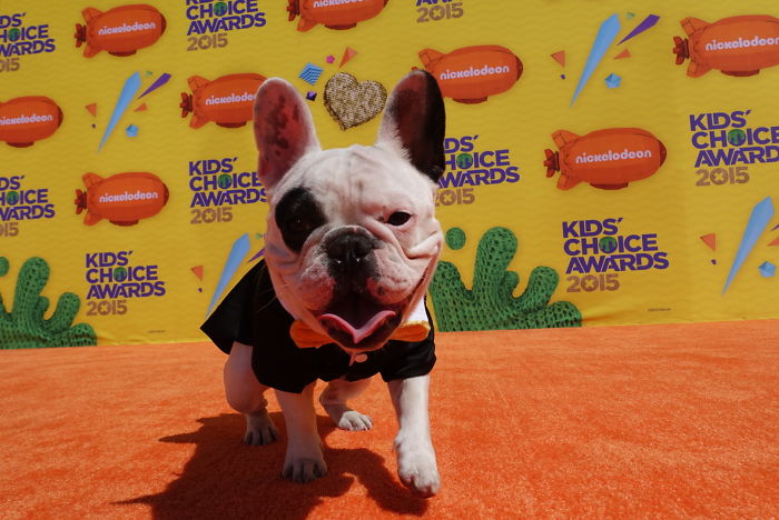 My Dog Looks Exactly Like The Bored Panda Logo My Dog Looks Exactly Like The Bored Panda Logo