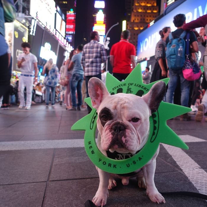My Dog Looks Exactly Like The Bored Panda Logo My Dog Looks Exactly Like The Bored Panda Logo