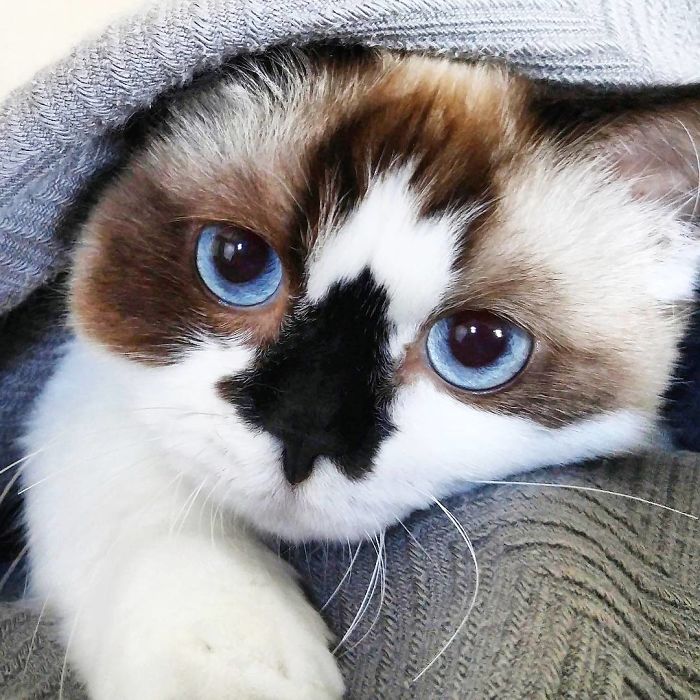 Meet Albert, The Cutest Munchkin Cat With Unique “Skull” Nose And 450,000 Followers Meet Albert, The Cutest Munchkin Cat With Unique “Skull” Nose And 450,000 Followers