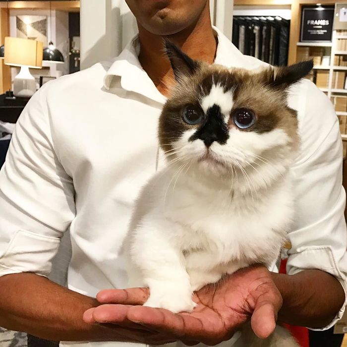 Meet Albert, The Cutest Munchkin Cat With Unique “Skull” Nose And 450,000 Followers Meet Albert, The Cutest Munchkin Cat With Unique “Skull” Nose And 450,000 Followers