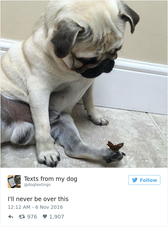 126 Of The Best Dog Tweets Of 2016 126 Of The Best Dog Tweets Of 2016
