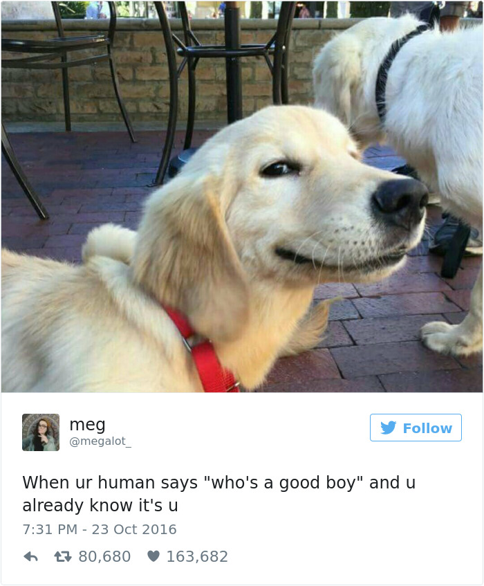 126 Of The Best Dog Tweets Of 2016 126 Of The Best Dog Tweets Of 2016