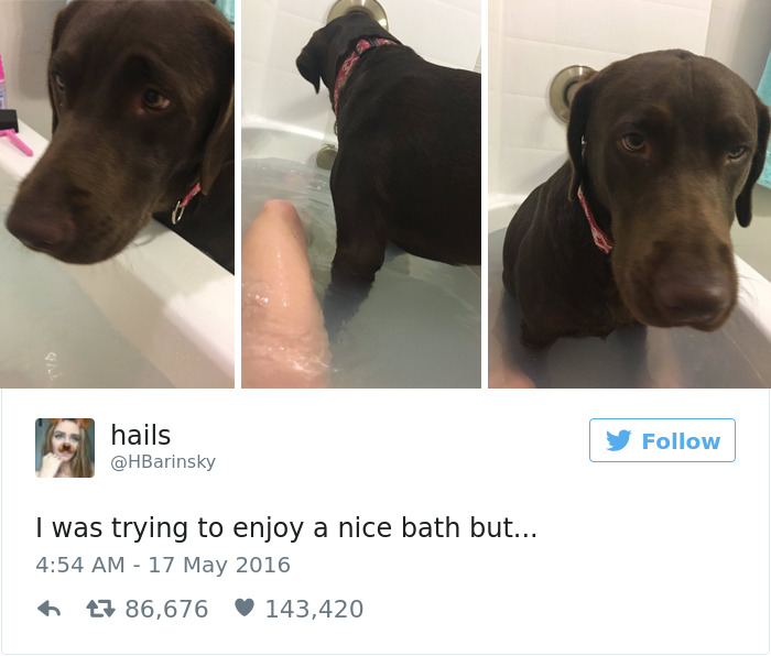 126 Of The Best Dog Tweets Of 2016 126 Of The Best Dog Tweets Of 2016