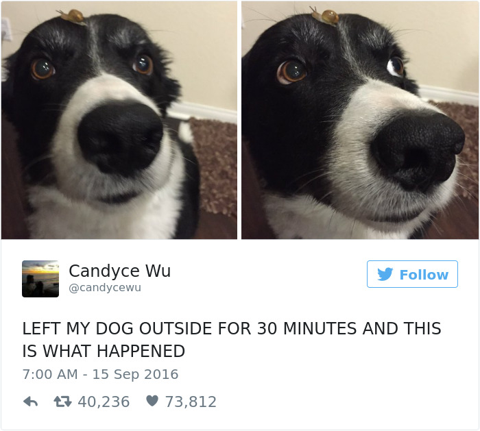 126 Of The Best Dog Tweets Of 2016 126 Of The Best Dog Tweets Of 2016