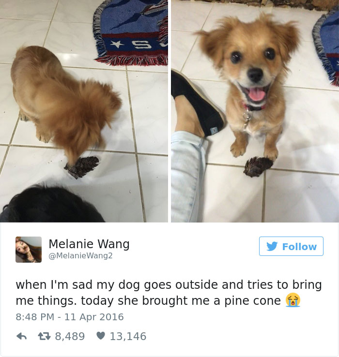 126 Of The Best Dog Tweets Of 2016 126 Of The Best Dog Tweets Of 2016