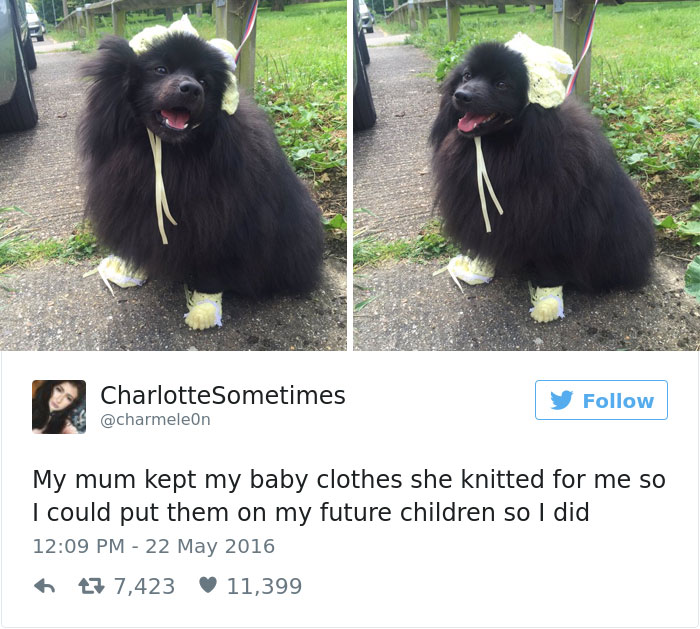 126 Of The Best Dog Tweets Of 2016 126 Of The Best Dog Tweets Of 2016