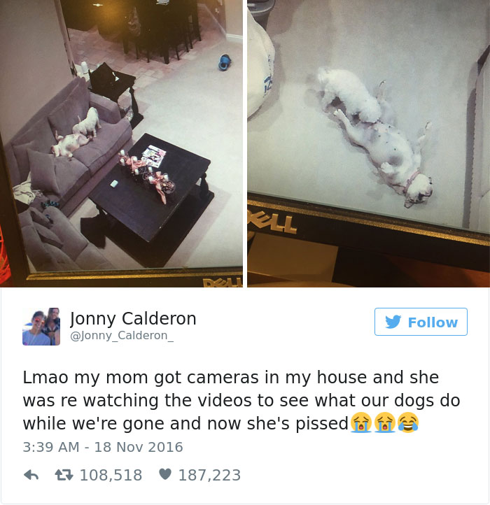 126 Of The Best Dog Tweets Of 2016 126 Of The Best Dog Tweets Of 2016