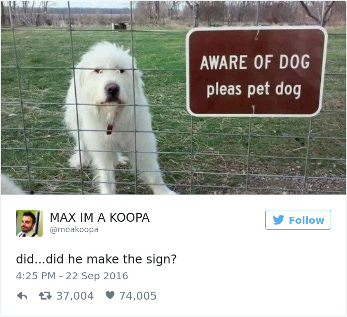 126 Of The Best Dog Tweets Of 2016 126 Of The Best Dog Tweets Of 2016