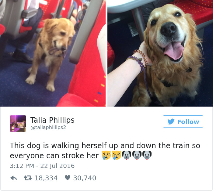 126 Of The Best Dog Tweets Of 2016 126 Of The Best Dog Tweets Of 2016