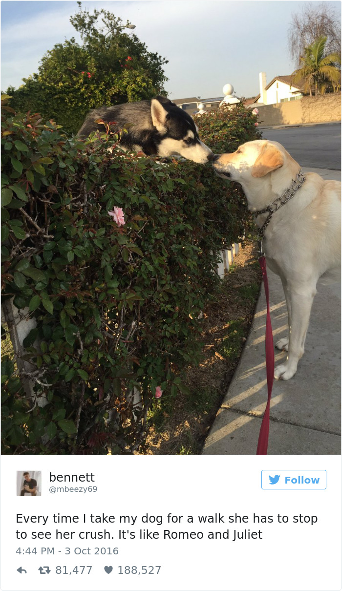 126 Of The Best Dog Tweets Of 2016 126 Of The Best Dog Tweets Of 2016