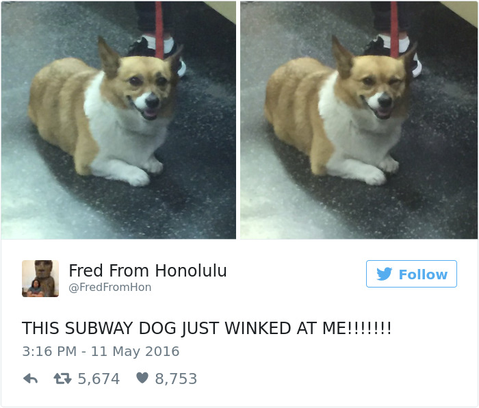 126 Of The Best Dog Tweets Of 2016 126 Of The Best Dog Tweets Of 2016