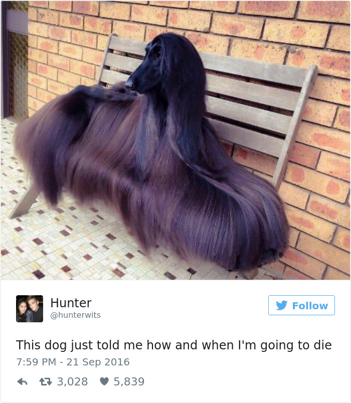 126 Of The Best Dog Tweets Of 2016 126 Of The Best Dog Tweets Of 2016