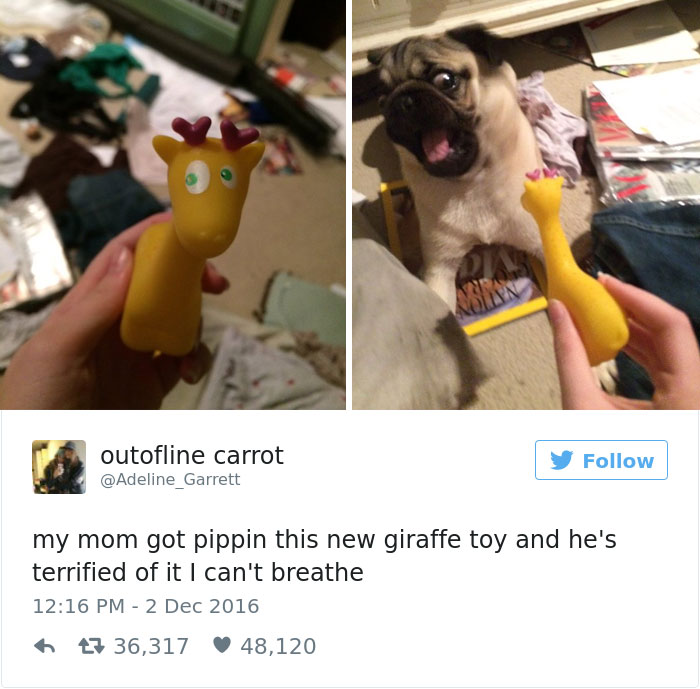 126 Of The Best Dog Tweets Of 2016 126 Of The Best Dog Tweets Of 2016