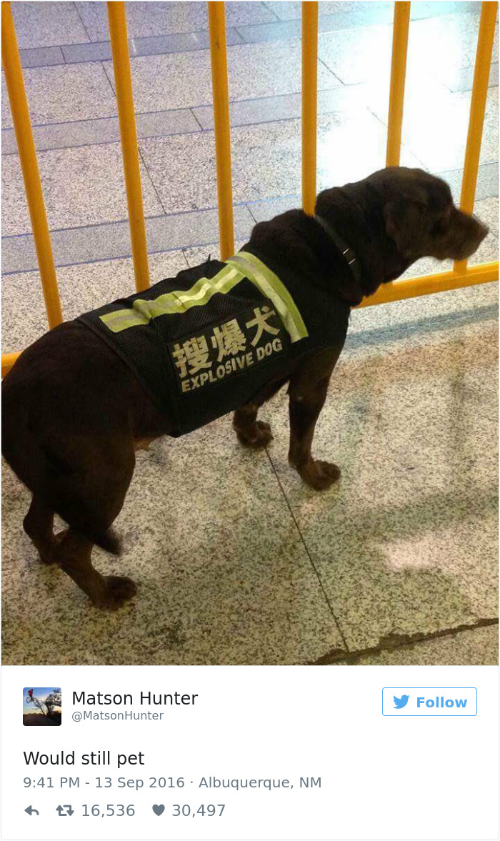 126 Of The Best Dog Tweets Of 2016 126 Of The Best Dog Tweets Of 2016