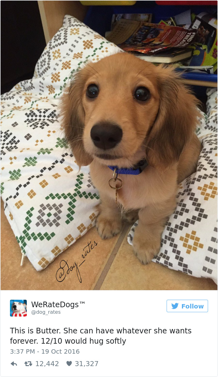 126 Of The Best Dog Tweets Of 2016 126 Of The Best Dog Tweets Of 2016