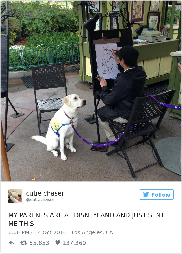 126 Of The Best Dog Tweets Of 2016 126 Of The Best Dog Tweets Of 2016