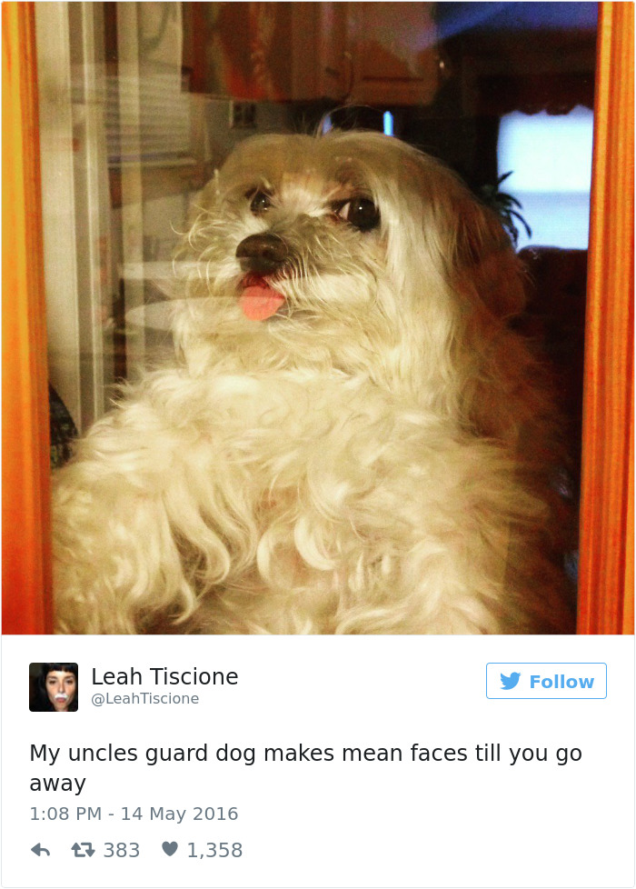 126 Of The Best Dog Tweets Of 2016 126 Of The Best Dog Tweets Of 2016