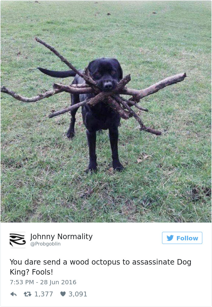 126 Of The Best Dog Tweets Of 2016 126 Of The Best Dog Tweets Of 2016