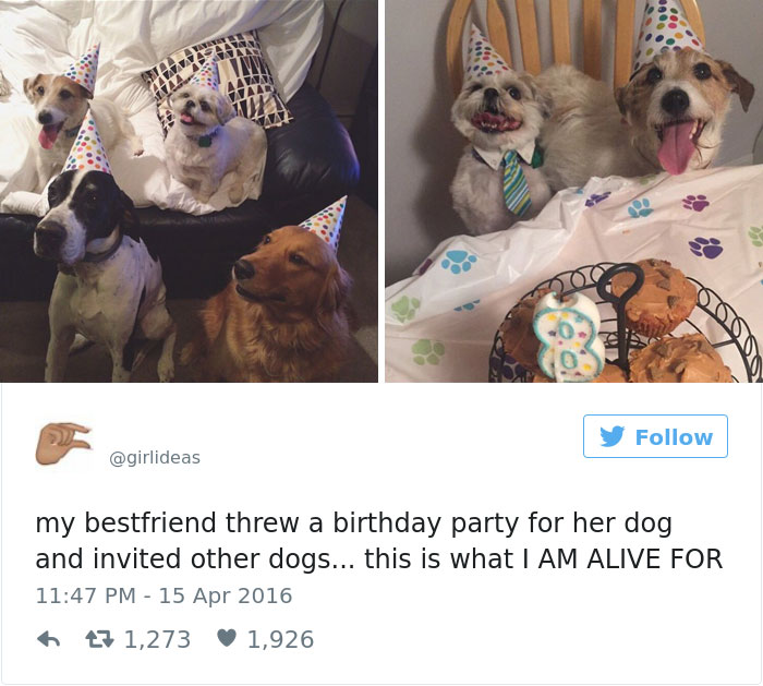 126 Of The Best Dog Tweets Of 2016 126 Of The Best Dog Tweets Of 2016