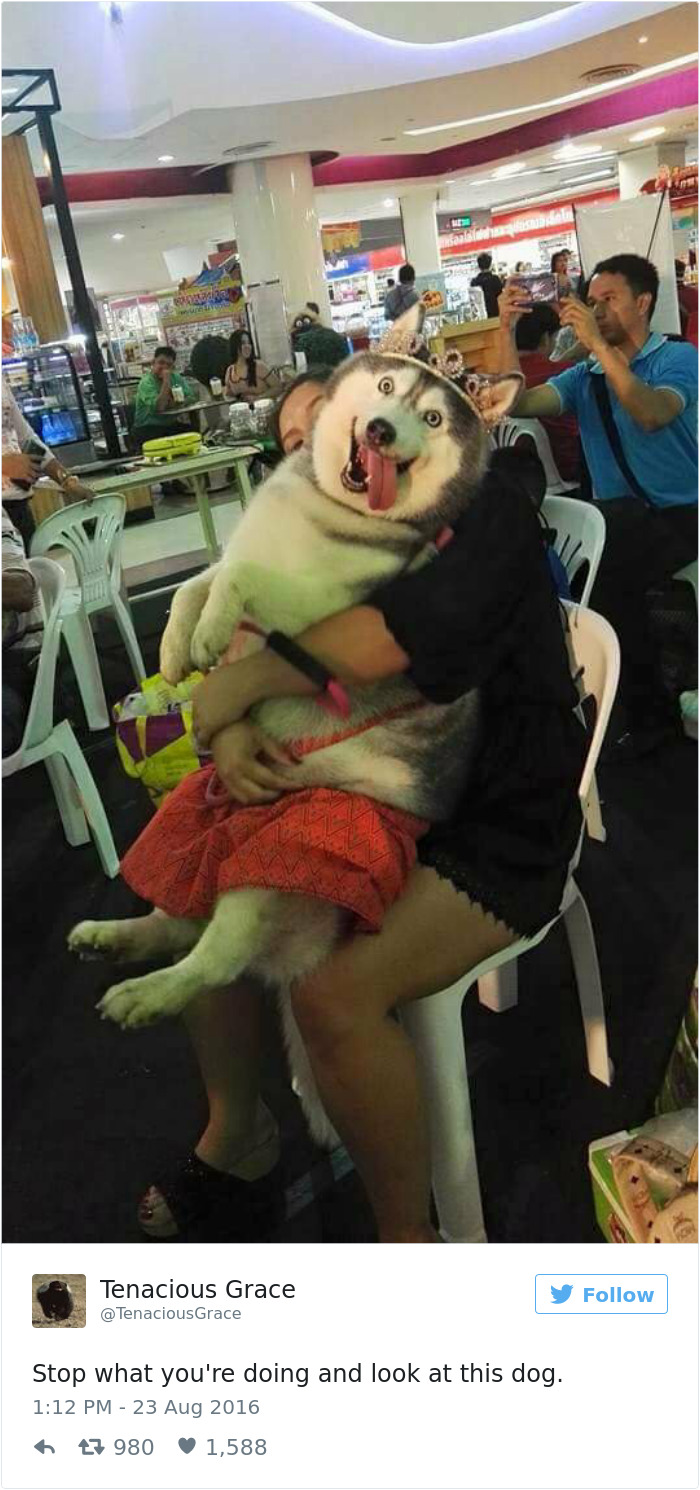 126 Of The Best Dog Tweets Of 2016 126 Of The Best Dog Tweets Of 2016