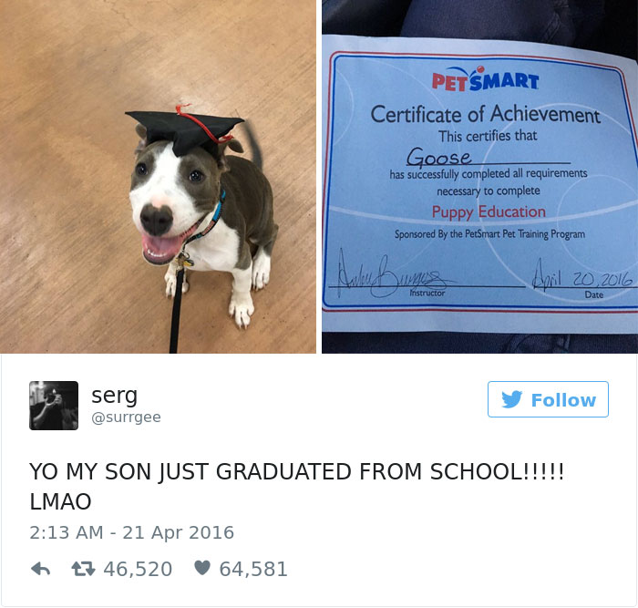 126 Of The Best Dog Tweets Of 2016 126 Of The Best Dog Tweets Of 2016