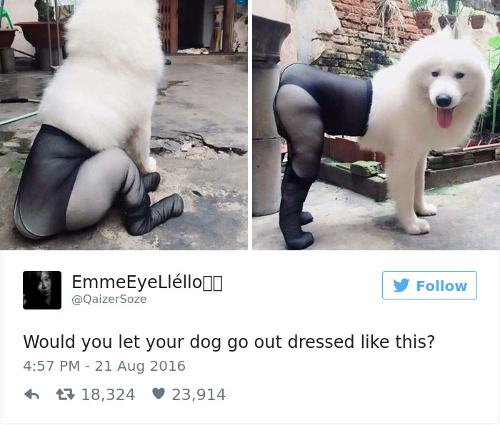 126 Of The Best Dog Tweets Of 2016 126 Of The Best Dog Tweets Of 2016