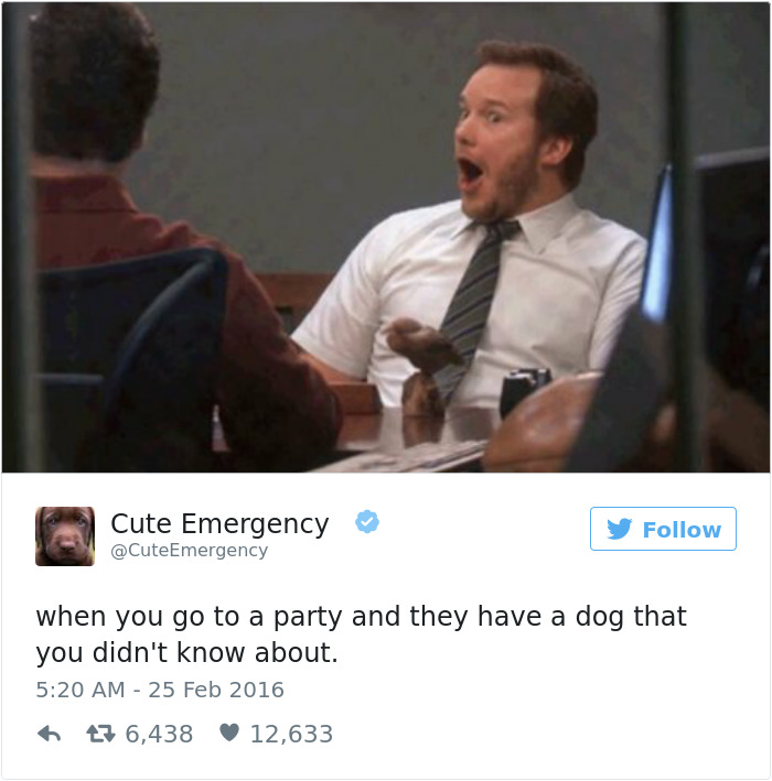 126 Of The Best Dog Tweets Of 2016 126 Of The Best Dog Tweets Of 2016